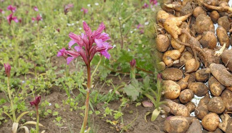 23 bin yıllık geçmişi var kalsiyum ve protein deposu. Saray doktorları padişahlara içiriyordu