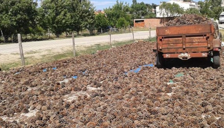 Dağda yetişiyor kilosunu 400 liradan satıyor. Gezerken gördü mesleği oldu