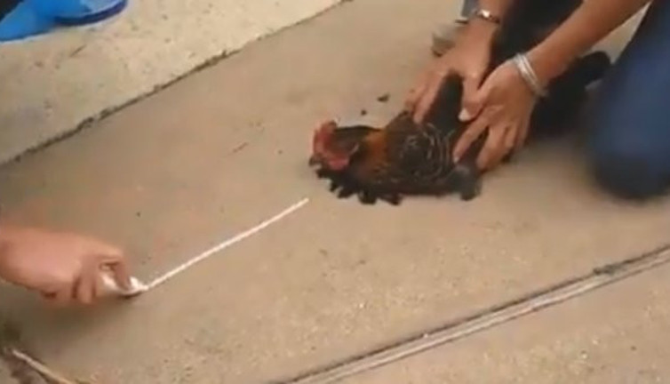 Hipnotize olan tavuk baştan çıktı