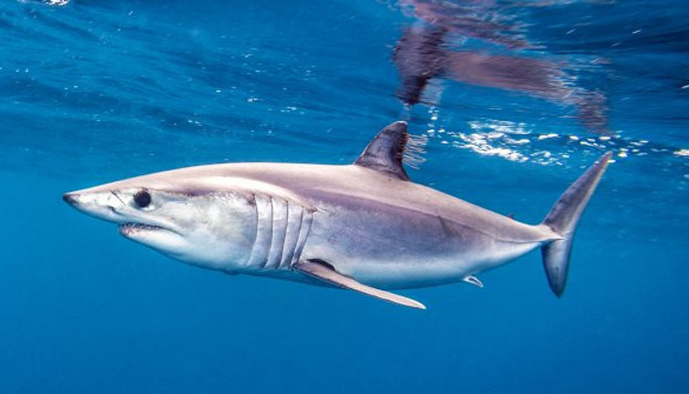 Köpek balığı yenir mi. Gazeteciler köpek balığı yemeğinin tarifini yaptı