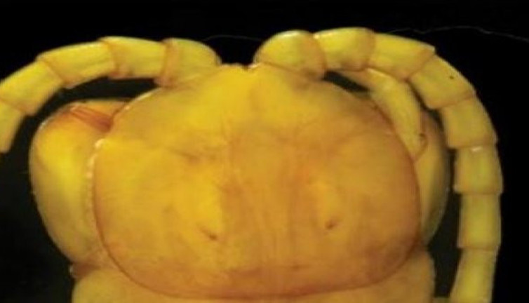 Oksijeni az olan yerde yaşıyor tek ısırığı anında öldürüyor. Böylesi ne duyuldu ne görüldü