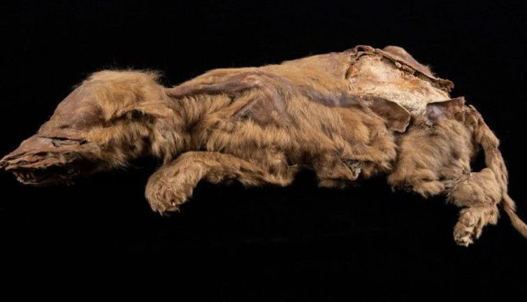 Kanada'da bulundu. Tam 57 yıllık...