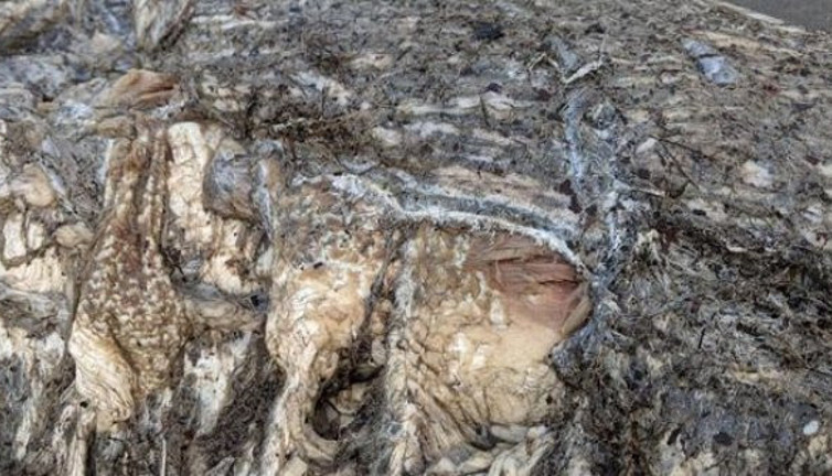 Denizden gelen gizemli yaratık hayrete düşürdü. Uzmanlar bile ne olduğundan emin değil