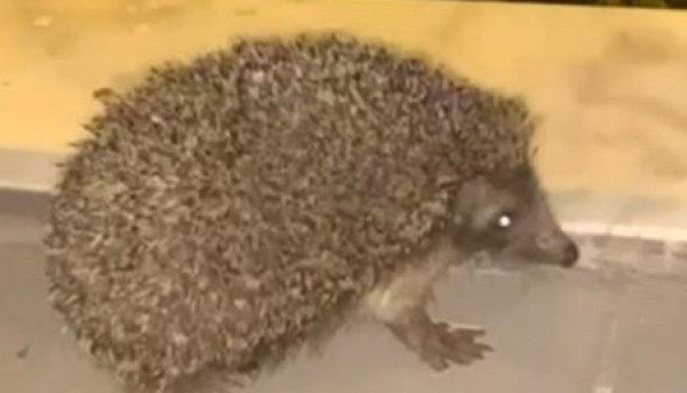 Kirpi hapur hupur yedi kedi baka kaldı