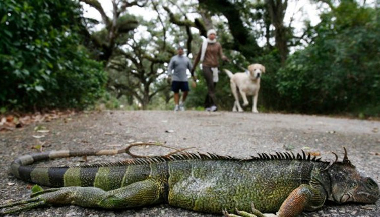 Gökten yağmur gibi iguana yağıyor. Şaka değil gerçek