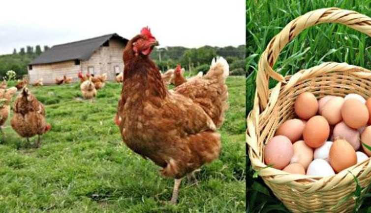 Yumurta Üreticileri Birliği Başkanı açıkladı. Gezen tavuğun foyası ortaya çıktı. Meğerse iş başkaymış