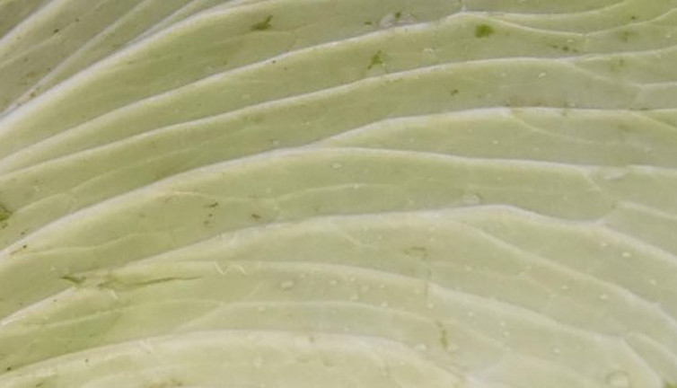 Vücudun tozunu atıyor bağışıklığa zirve yaptırıyor. A, C, K vitaminlerinin deposu