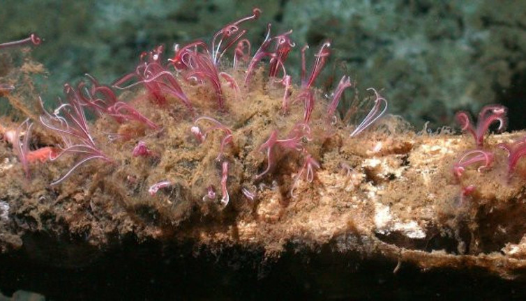 Ağızları yok ama hapır hupur yiyorlar. Ezberleri altüst eden yaratık (05 Ocak 2021)