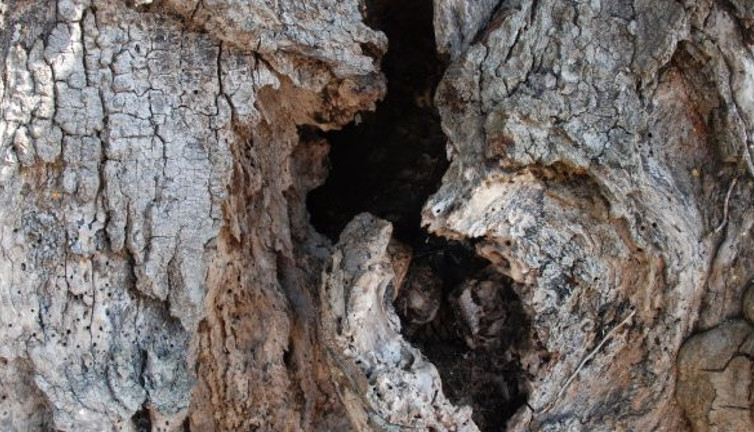 Ağaç kovuğuna gizlenmiş halde bulundu. Oraya nasıl girdiğine hayret ettiler