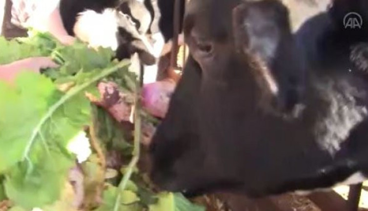 Hayvan şalgamı üretiminde patlama yaşandı. Verimi 4-5 kat artırıyor