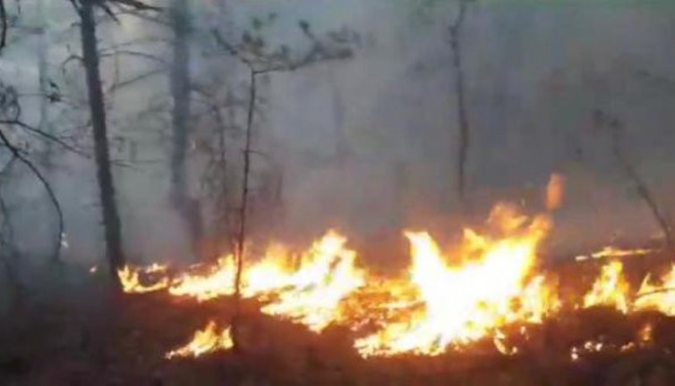 Borçka'da ormanlık alanda başlayan yangın rüzgarın etkisiyle büyüdü