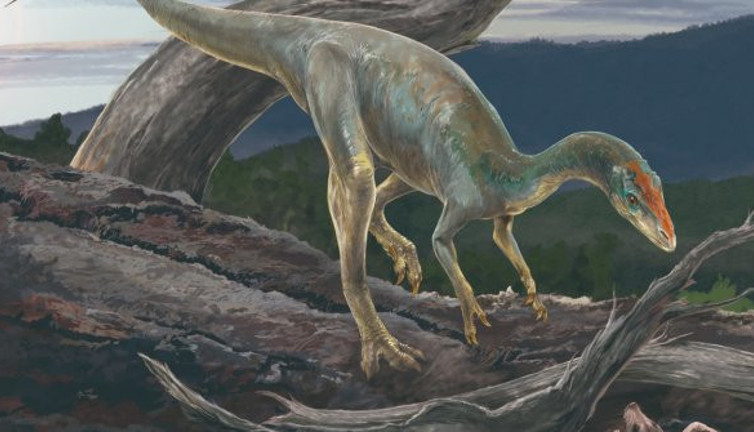 Çin'de kuluçkaya yatmış dinozor fosili bulundu