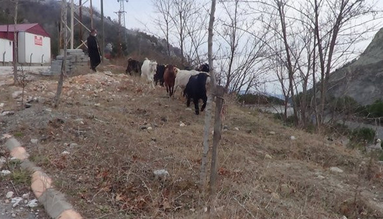 Keçileri kaçırdı bulamıyor. Keçileri çalınan çiftçiye dronlu destek