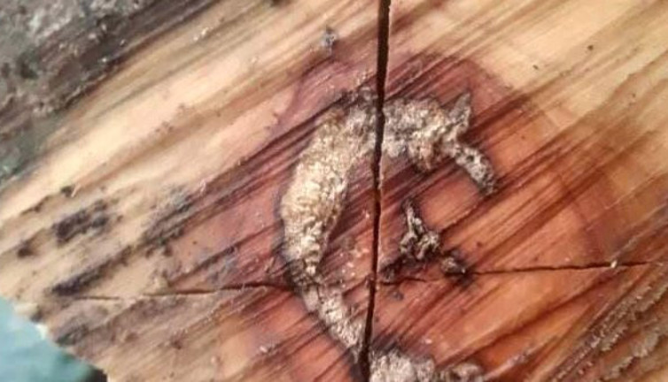 Zonguldak'ta kesilen odunun içinden ay yıldız çıktı