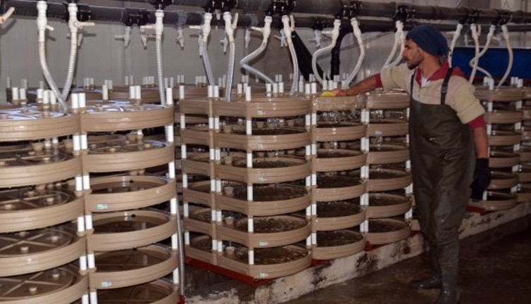 Muş’ta üretilen somon balığı Japonya'ya ihraç ediliyor. Haftada bir tüketilince kalbi zırh gibi koruyor