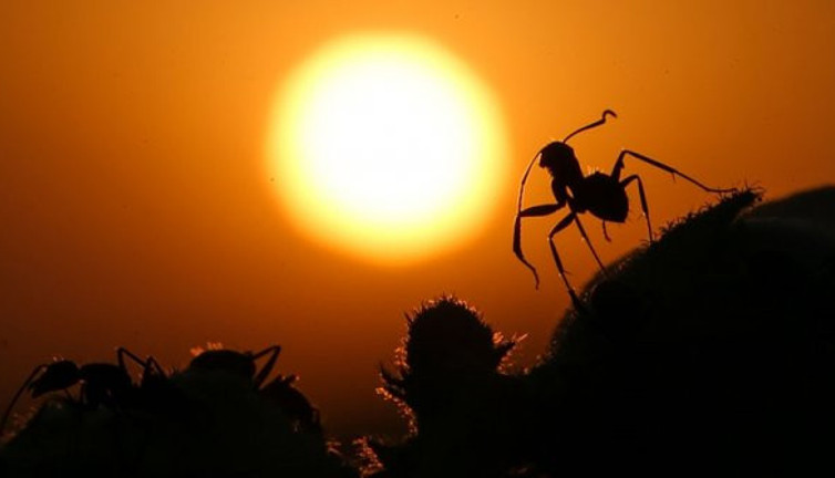 Her yıl böceklerin yüzde 2’si yok oluyor