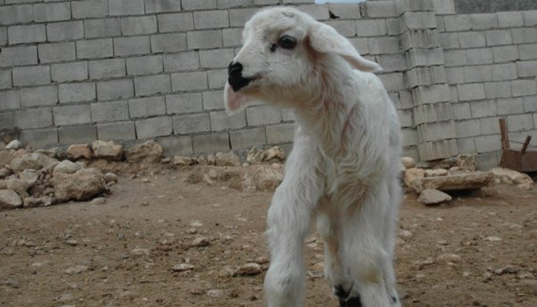 Diyarbakır'daki bu kuzuyu görenler hayrete düşüyor