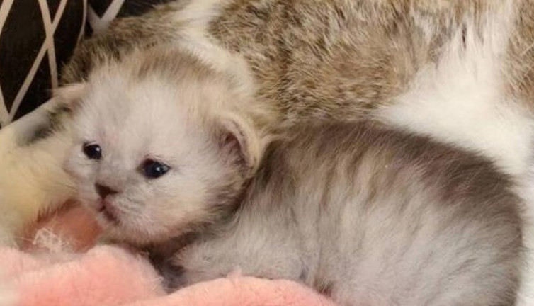 Çin’de bir ilk gerçekleşti. Nükleer transfer yöntemiyle orman kedisi klanlandı