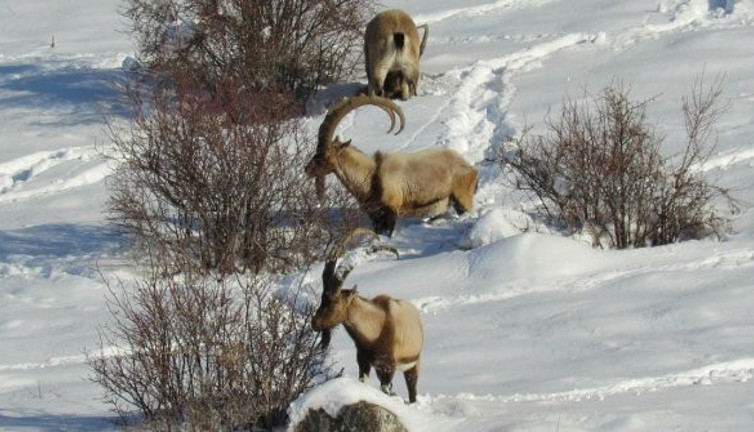 Dağ keçileri yiyecek için Aladağlar'ın eteklerine indi