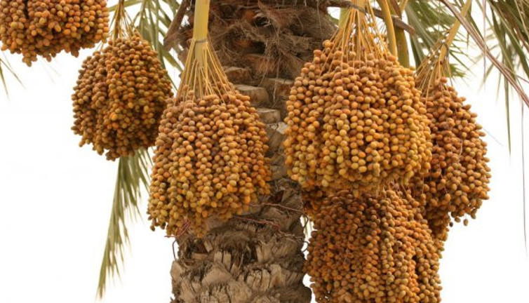 Hurma, bal, zeytin, sirke kanseri önlüyor hastalıkları mikser gibi parçalıyor