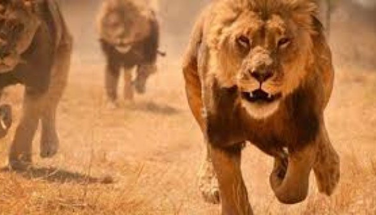 15 yaşındaki çoban aslan saldırısında öldü