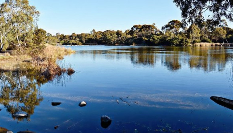Avustralya'da gölde yüzerken aniden ortaya çıkıp kafasını ısırdı. Can havliyle mucizeyi gerçekleştirdi