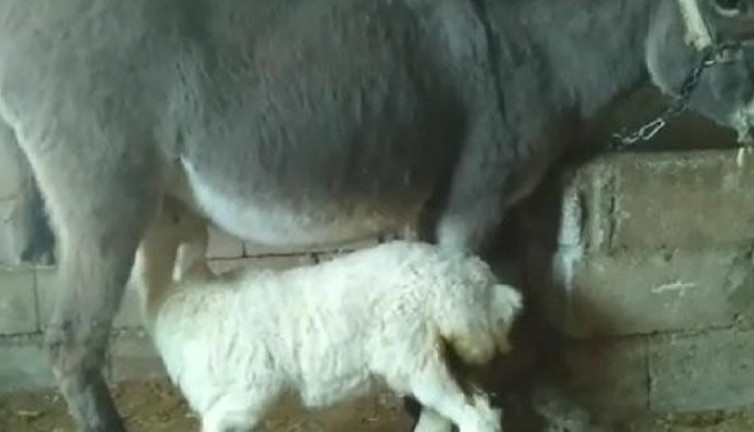 20 günlük kuzunun annesi eşek oldu. Kuzu ve eşeği görenler hayret ediyor