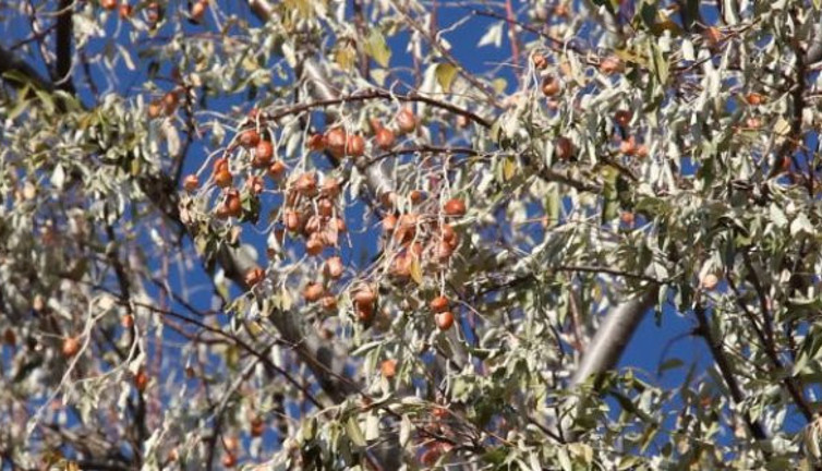 İğde öksürüğü kesiyor bağışıklığı perçinliyor. Hem meyvesi hem yaprağı şifa deposu