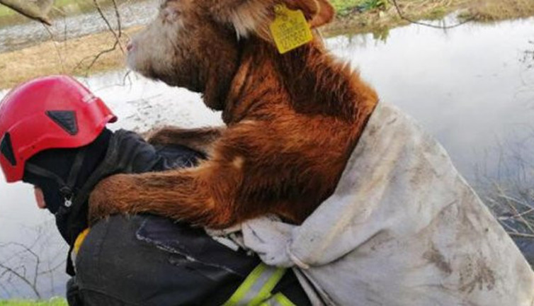Danayı kurtarıp, sırtında taşıdı