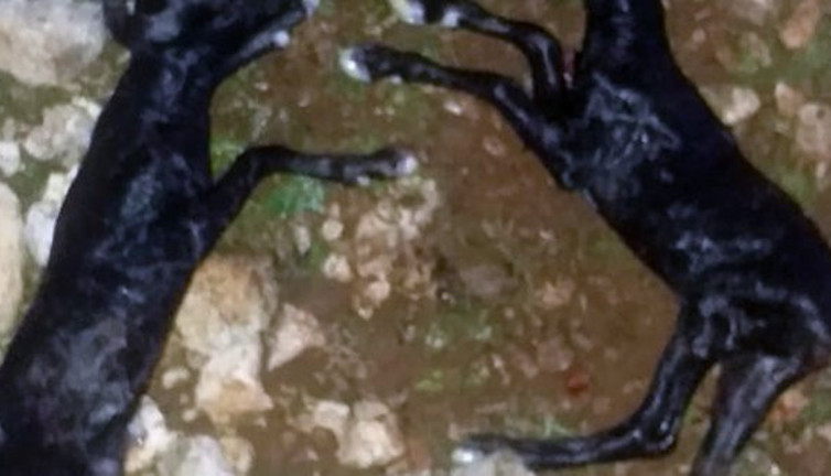 Antalya'da çobanın bağırışları bile katliamı durduramadı. Çalıların arasından aniden ortaya çıktılar