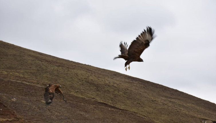 Erzurum'da tedavi edilen 2 kızıl şahin ve kaya kartalı doğaya salındı