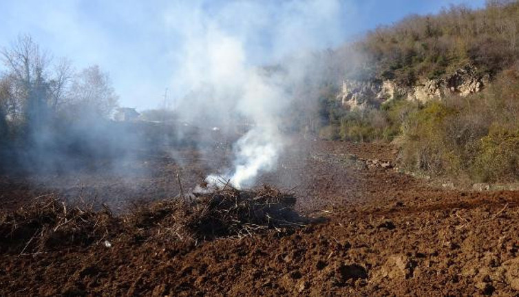 İtalya'dan geldi Karadeniz'i istila etti. Drakula korkusu ağaç yaktırdı