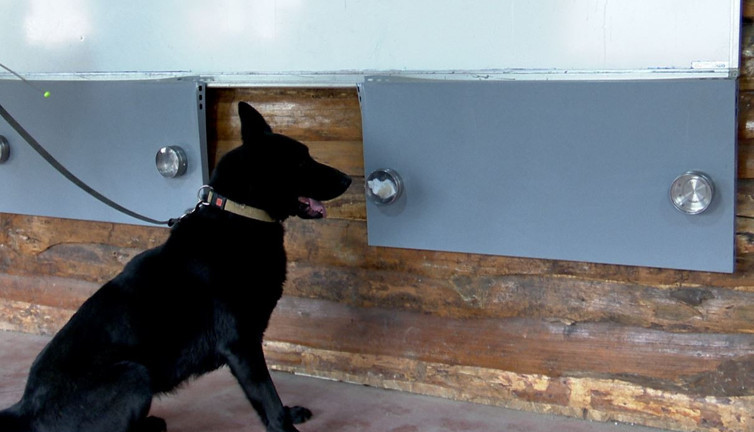 Virüsü tespit edecek eğitimli köpekler Etik Kurulu’ndan izin bekliyor