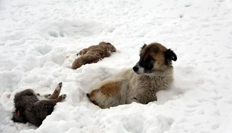 Van'da 5 gündür başlarından ayrılmıyor. Vatandaşlar yemek götürüyor
