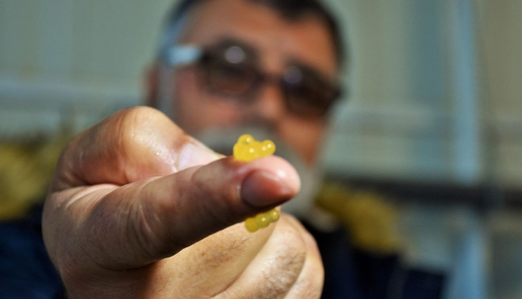 Muş’ta 45 gün bekletilip satılıyor. Servet değerinde