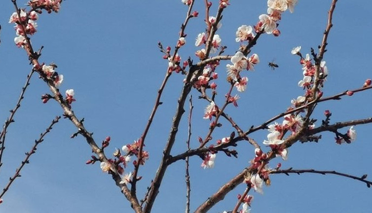 İklim değişikliği yalancı bahara neden oldu