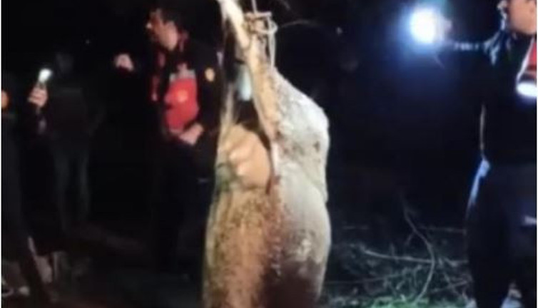 Hatay Altınözü'de otlayan inek kuyuya düştü