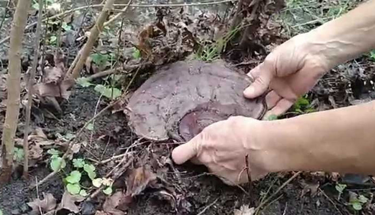 Doğa yürüyüşü yaparken şans eseri buldu. İmparatorların ölümsüzlük iksiri