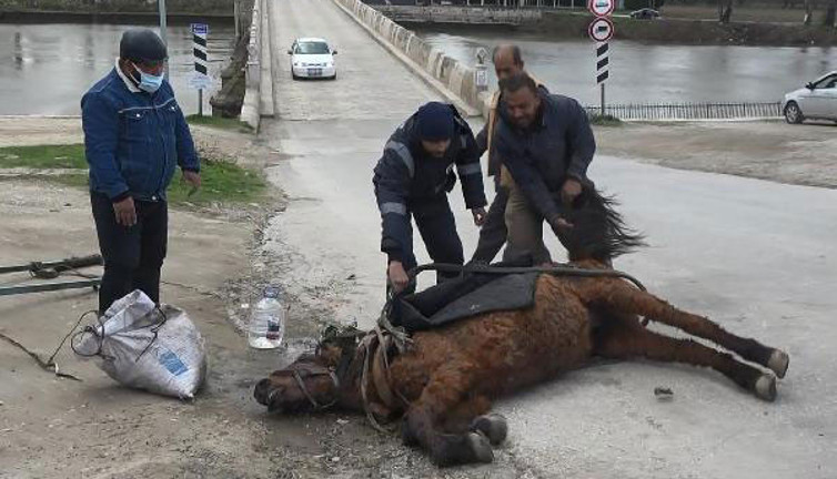 Yorgunluktan yere yığılan ata işkence. Vicdansızlar