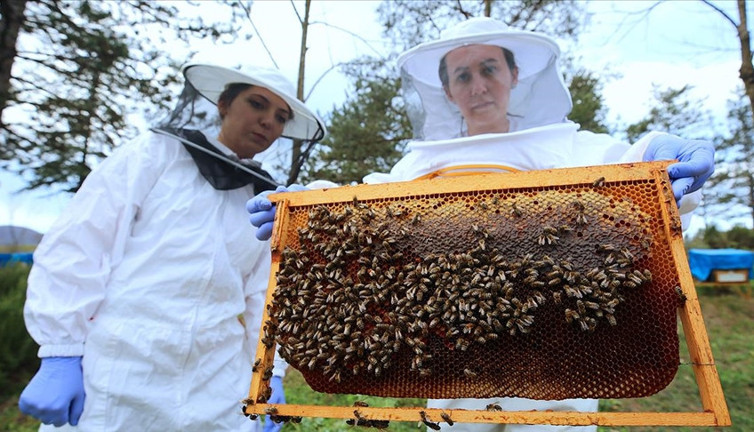 Doğayla beraber arılarında dengesiz bozuldu