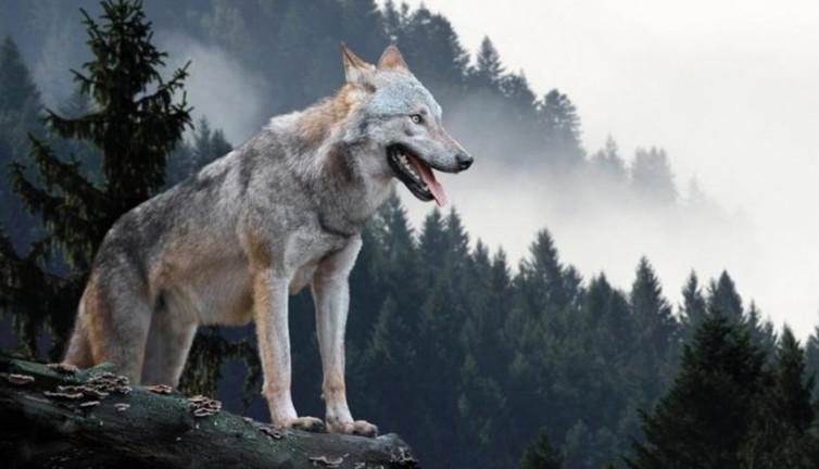 Vahşi kurt, donmak üzereyken hayatını kurtaran avcıya öyle bir teşekkür etti ki