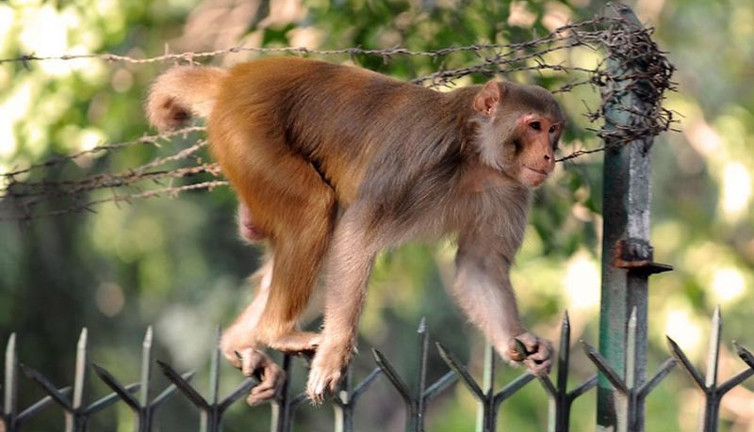 Akıllara durgunluk veren olay! Maymunlar ev basıp 8 günlük bebeği kaçırdı