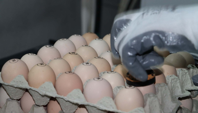 Tavuk yumurtasında büyük aldatmaca. Yumurta alırken çok dikkat edin