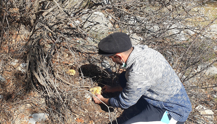 Mersin'de ormandan topluyorlar kilosunu 40 TL'den kapışılıyor. Yağmur bitince akın ediyorlar