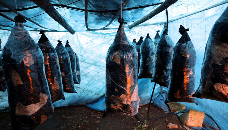 Gaziantep hobi olarak başladı şimdi paraya para demiyor. Evinin bahçesindeki çadırda üretiyor