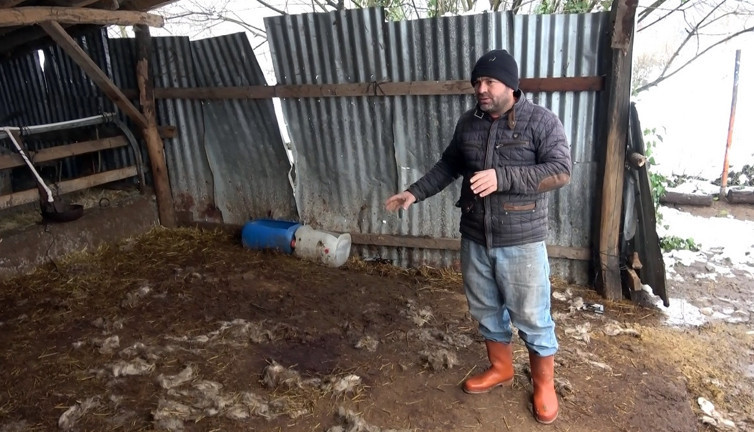 Düzce’de koyunlarının halini gören çobanın dünyası başına yıkıldı