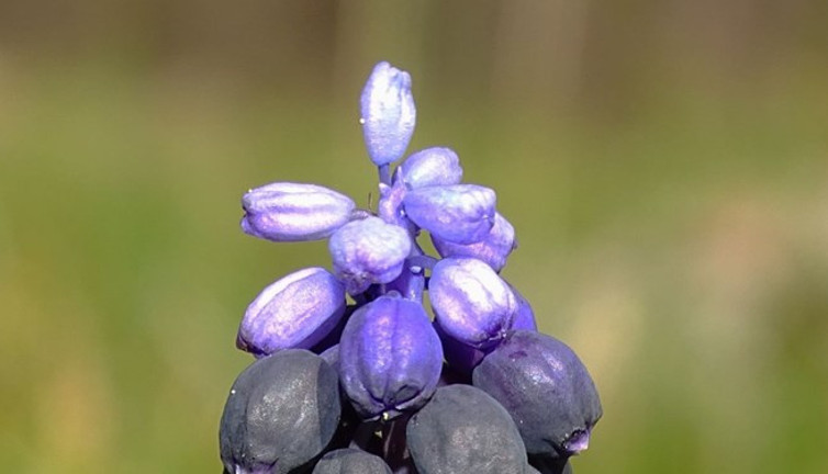 Amanos Dağları'nda yeni bir sümbül türü keşfedildi
