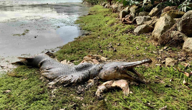 Timsah kostümlü dev balık gölde ortaya çıktı. Dev çenesi ve keskin dişleri var