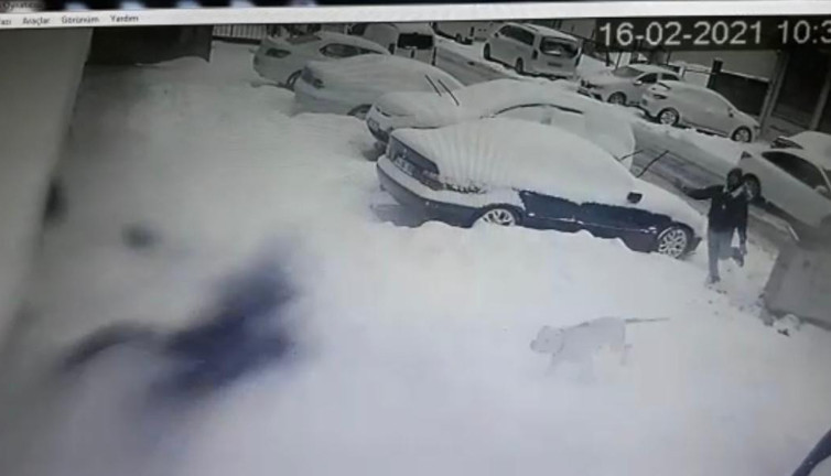 Kim izin veriyor bu katil köpek pitbull beslenmesine. Bir yetkili yok mu? Bu kaçıncı vaka? Genç kızı az daha öldürüyordu