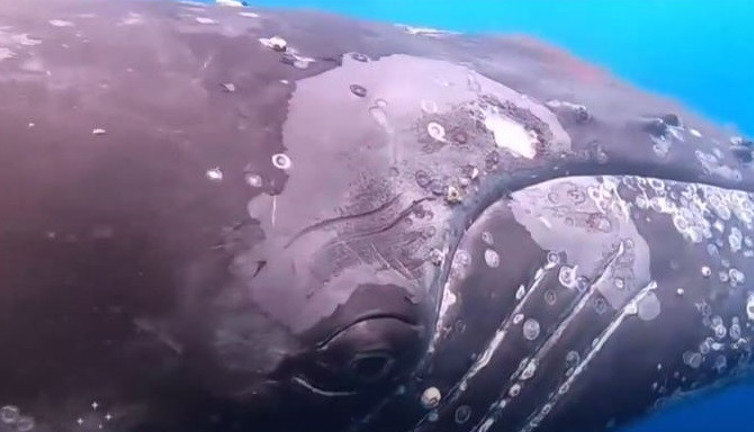 Katil balina orka dev balinaya saldırıp yüzgecini yedi. Kameraman dalgıç dondu kaldı